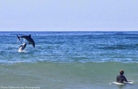 Dolphins